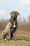 CANE CORSO 688